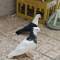گلاغ معاوضه با عروس