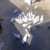 ۳۸ تا کفتر بومب
