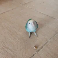 کتوله|پرنده|کشکوئیه, |دیوار