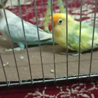 گمشده