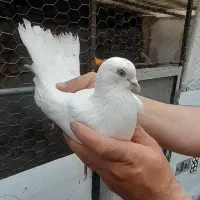 یک لونه کبوتر قدیم  قیمت یک جا  ۶۰۰