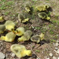 جوجه غاز|لوازم جانبی حیوانات|رشت, توشیبا|دیوار