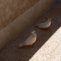 کبوتر‌نروماده‌کله‌ایی