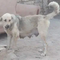 سگ پژدر سراب عراقی