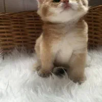 گربه تبی گلد،سیلور، بلو، بلک