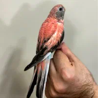 رزبورک سماهه دستی طوطی خورشیدی راهب گیرنچیک