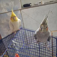 یک جفت عروس هلندی