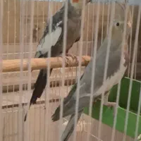 جفت عروس هلندی مولد                با  چهار جوجه