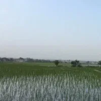برنجکاری