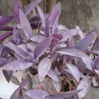 فروش گل|گل و گیاه طبیعی|چغادک, |دیوار
