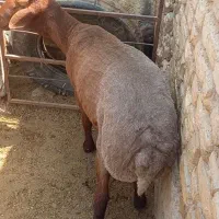 قوچ همو