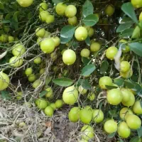 باغ لیمو ترش