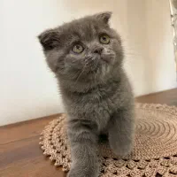 اسکاتیش ماده