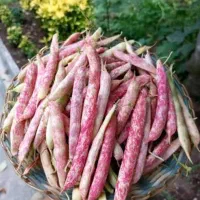 لوبیا چیتی تازه