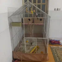 قفس