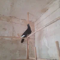 یه جفت قارا کاکولی