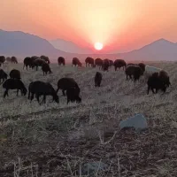استخدام چوپان