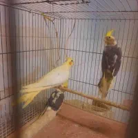 عروس هلندی