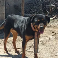 سگ ماده نژاد روتوایلر