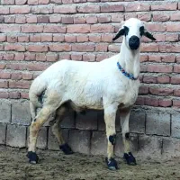 افشار قره قزل