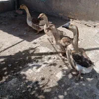 قوغاز