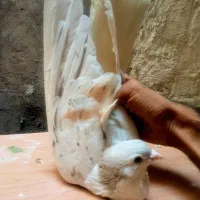 ساده هفترنگ اسه اس
