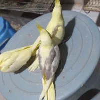 عروس هلندی سرلاکی ومولد