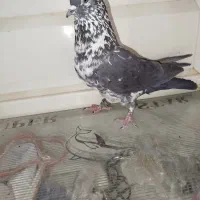 کبوتر پرو فیت