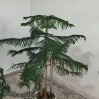 گل کاج مطبخ و پنجه گرگی
