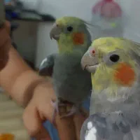 یک عدد عروس هلندی سخنگو
