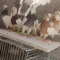 کفتر ۳۸ تا پرشی رنگی