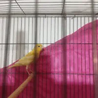 دوتا قناری نر بخان جوان