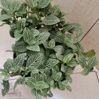 قاشقی ، و گل‌های دیگر