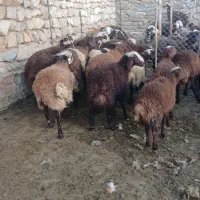 فروش ۱۴ رس بره نر