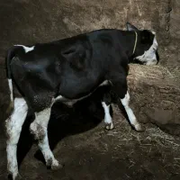 گوساله سیمنتال نر اصیل
