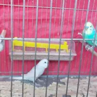 مرغ عشق اسپانگل با جوجه و قفس