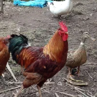 خروس جوان گلپایگانی