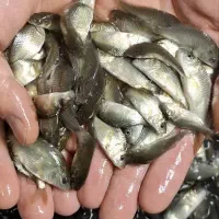 گرمابی اصلاح نژاد