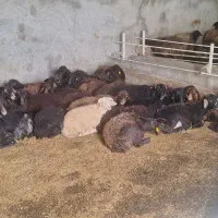 چوپان نیازمندم برای یک ماه