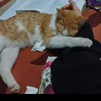 گربه