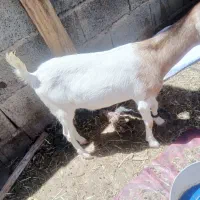 بز فروشی 7 تا هستن همه ماده