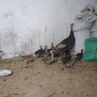 جوجه بوقلمون