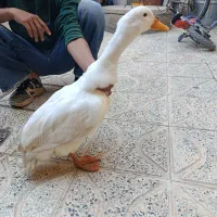 مراوی‌سفید