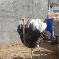 شترمرغ یکو نیم ساله .دو عدد
