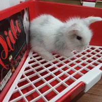 بچه خرگوش لوپ ومینیاتوری تربیت شده