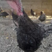 بوقلمون۶ماهه