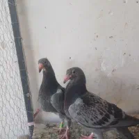 سبز پولکی  پلاک دار جوجه