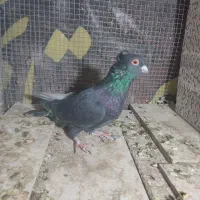 سیاه طوقی