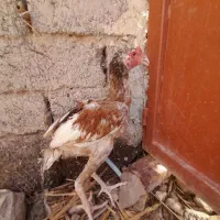 سلام جوجه خروس لاری