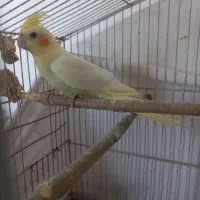 ۳ عدد  جوجه عروس ۳و۴ ماه دون خور